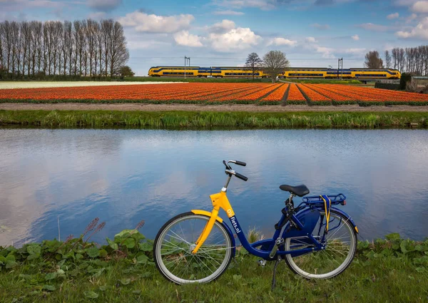 Lisse Zuid Holland 2021 Fiets Verhuur Fiets Met Tulpenvelden Een — Stockfoto
