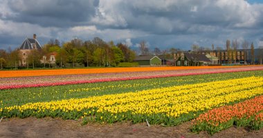 Hollanda 'nın Lisse şehrinde bulunan Dever kalesinde ön planda çeşitli renklerde lale tarlaları var.