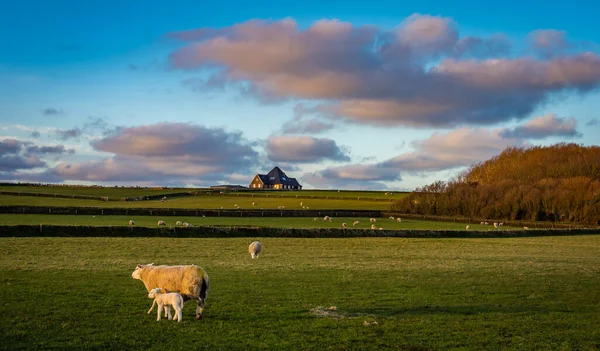 Landscape Texel View Highest Point Island — Stock Photo, Image