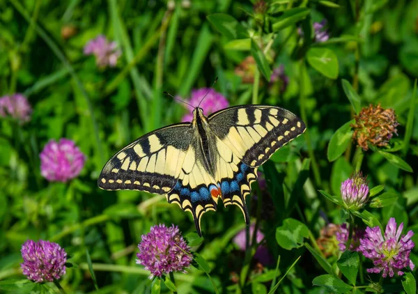 Papilio Machaon Butterfly Also Called Old World Swallowtail Meadow Flowering — 图库照片
