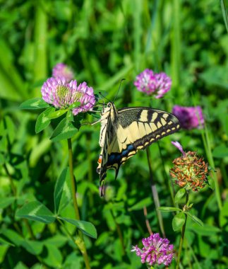 Kırlangıç Kelebeği 'nin (Papilio machaon) çiçekli yonca üzerindeki yakın çekimi 