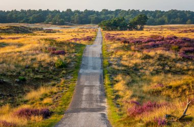 Hollanda milli parkı De Hoge Veluwe bisiklet yolu ve gün batımına kadar açan fundanın manzarası