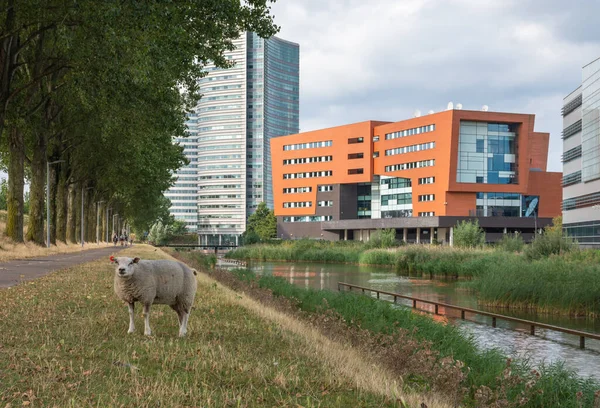 Cityscape Holland Város Hoofddorp Juhok Előtt Modern Épületek — Stock Fotó