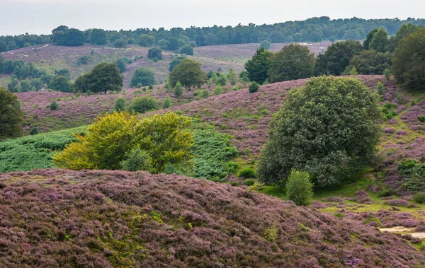 Hollanda Milli Parkı 'nda çiçek açan fundalık Gelderland' da Veluwezoom