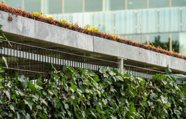 Yeşil yaşam çatısı ve duvarı olan açık hava yapısı, sürdürülebilirliğe odaklı çağdaş çevre dostu mimari özellik