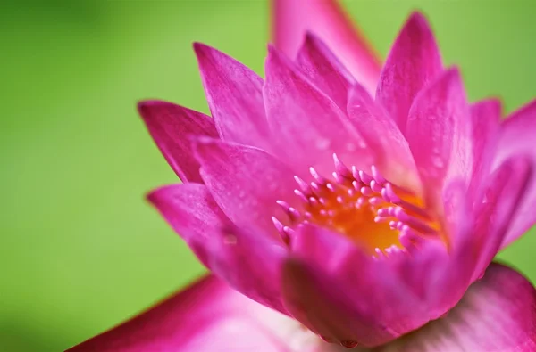 Pembe güzel çiçek