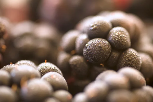 Böğürtlen görüntüsünü makro