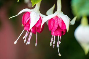 Fuşya çiçek çifti