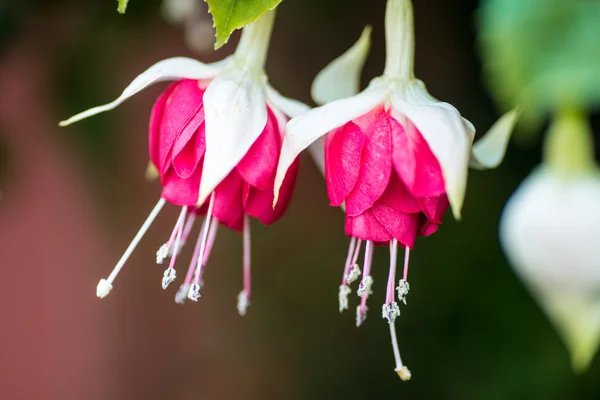 Fuşya çiçek çifti