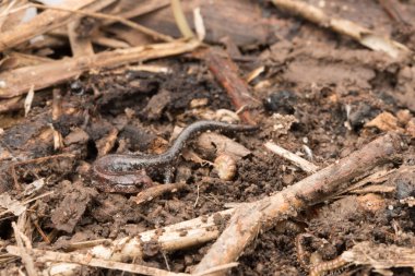 Yerde küçük bir semender.