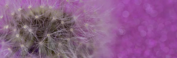 Dandelion seeds with purple bokeh background.