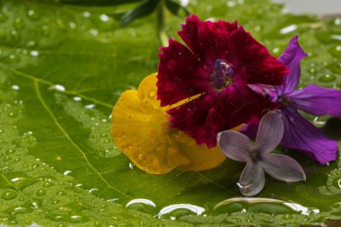Parlak ve küçük bahar yeşil bir yaprağın üzerinde çiçek açar..