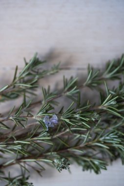 Küçük çiçekli taze biberiye çiçeği..