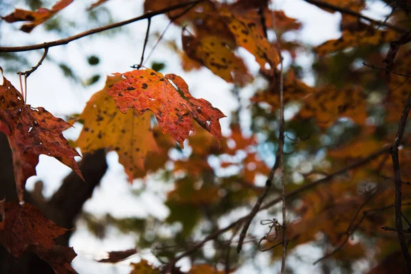 Ziekte Herfst Esdoorn Bladeren Met Zwarte Vlekken — Stockfoto