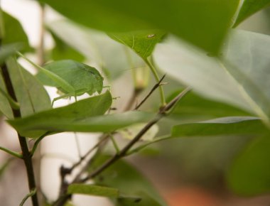 Leylak çalılarının yapraklarıyla kamufle edilmiş büyük yeşil bir katydid.