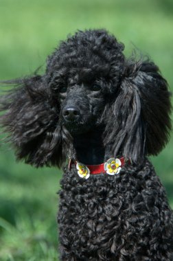 Siyah fino köpeği yakın çekim