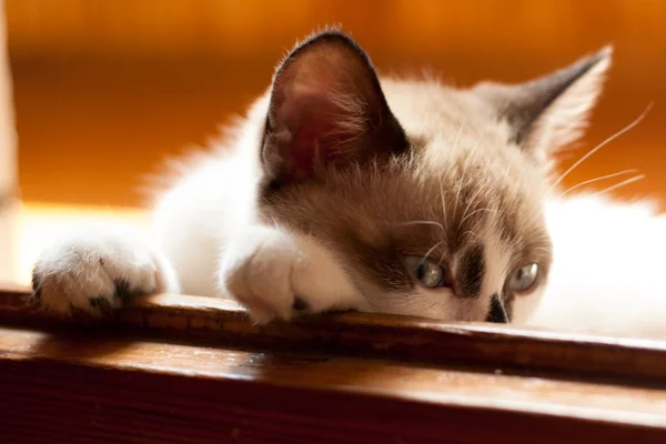 Kitten close-up indoors — Stock Photo, Image