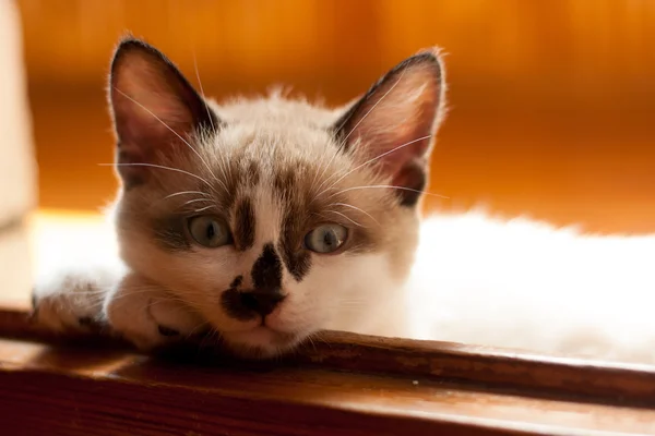 Kitten close-up indoors — Stock Photo, Image