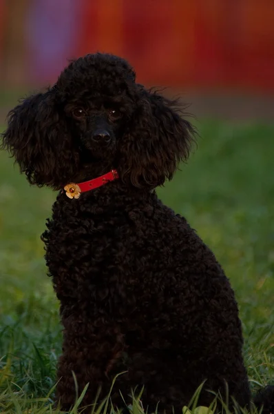 Poodle negro de cerca — Foto de Stock