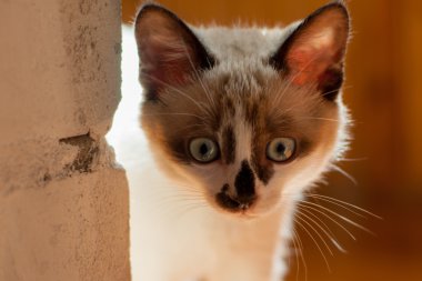 kapalı yavru kedi yakın çekim