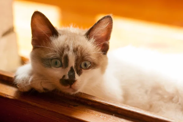 Kitten close-up indoors — Stock Photo, Image