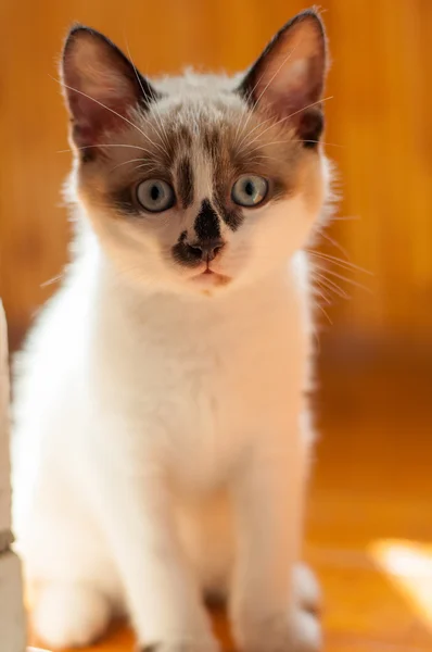 屋内での子猫のクローズ アップ — ストック写真