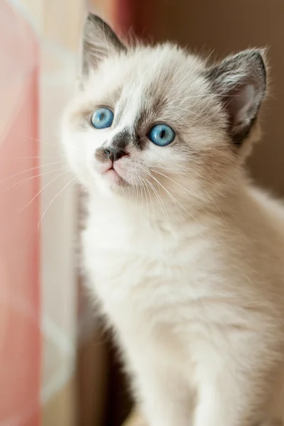 Kitten close-up binnenshuis — Stockfoto