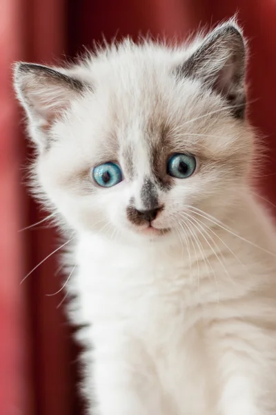 Kitten close-up binnenshuis — Stockfoto