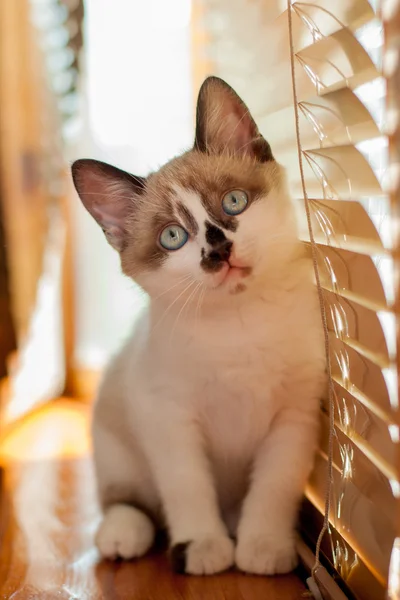 Kitten close-up indoors — Stock Photo, Image