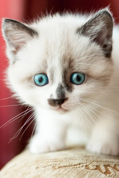 Kitten close-up binnenshuis — Stockfoto