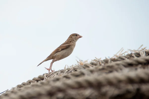 Mus zit op een stro roofsparrow zittend op een stro dak — Stockfoto