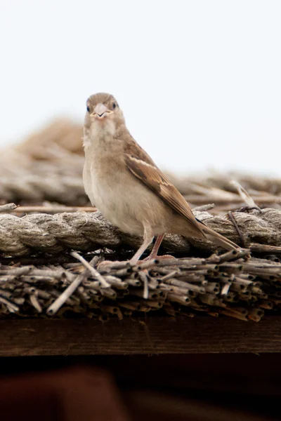 Wróbel siedzący na słomy roofsparrow siedzi na dachu krytym słomą — Zdjęcie stockowe