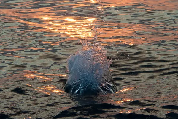 Salpicos de água no mar — Fotografia de Stock