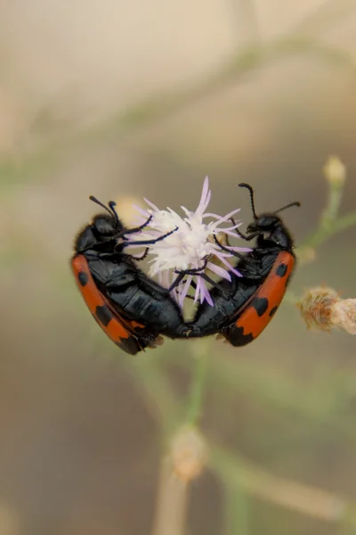 Meloidae dos escarabajos sobre una flor —  Fotos de Stock