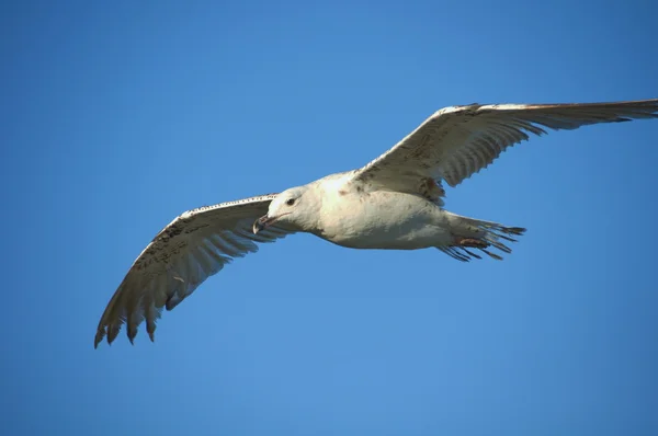 Белая чайка на голубом небе — стоковое фото