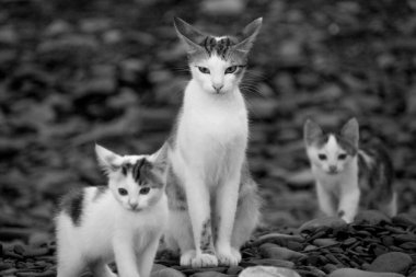 kedi çakıl taşları üzerinde yavru kedi ile