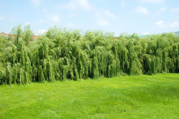 Grüne Weiden und grünes Gras — Stockfoto