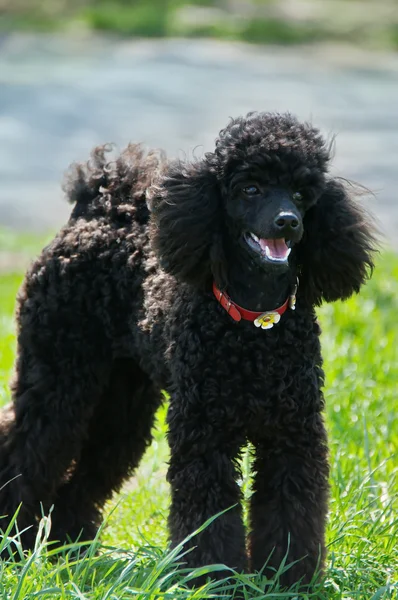 Poodle negro sobre una hierba verde — Foto de Stock