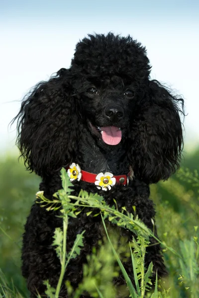 Schwarzer Pudel auf grünem Gras — Stockfoto