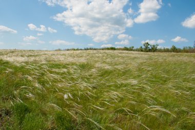 tüy çim gökyüzü ve bulutlar