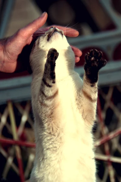 Cat reaches for the hand of man — Stock Photo, Image