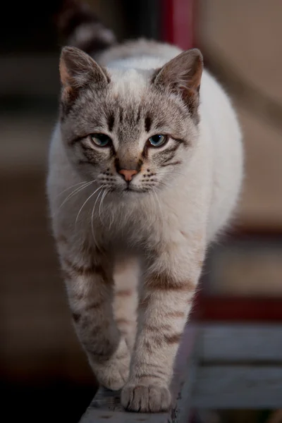 Schöne Katze Nahaufnahme ungewöhnliche Färbung ist auf dem Geländer — Stockfoto