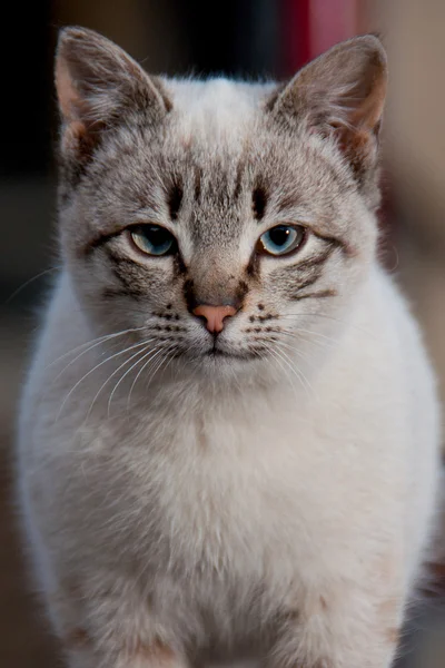 Macska-closeup figyelmesen néz ki — Stock Fotó