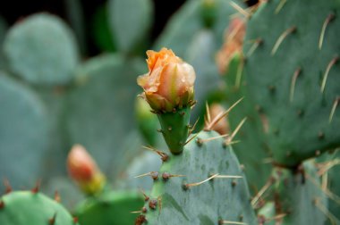 çiçekli kaktüs ya da inciri