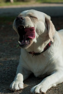 Beyaz labrador köpek başlı