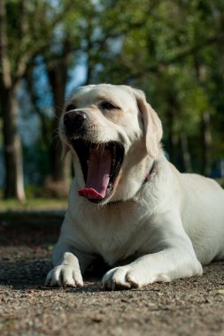 Beyaz labrador köpek başlı