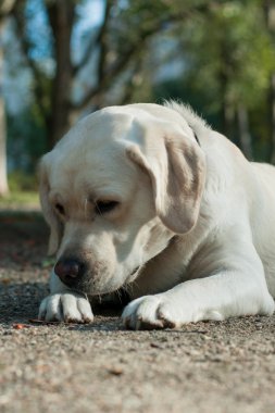 Beyaz labrador köpek başlı