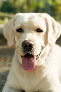 Beyaz labrador köpek başlı