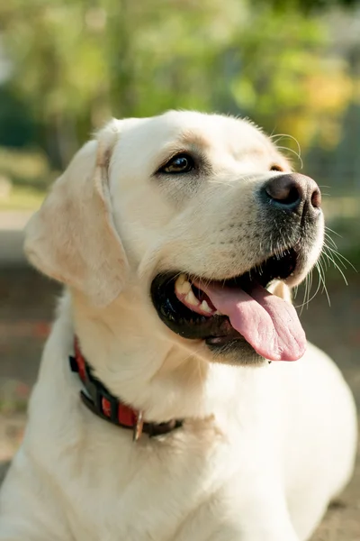 Puro labrador branco closeup ao ar livre — Fotografia de Stock