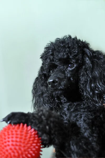 Black poodle with red ball — Stock Photo, Image